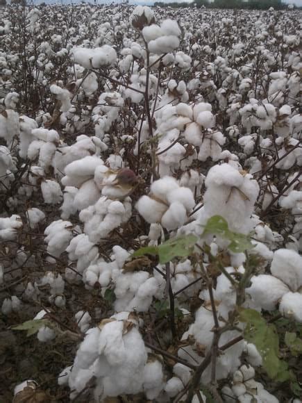 Control Del Picudo En El Cultivo Del Algodon Engormix