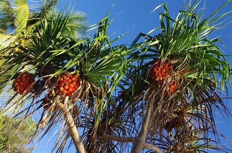 Palm Tree Exotic Tropical Free Photo On Pixabay Pixabay