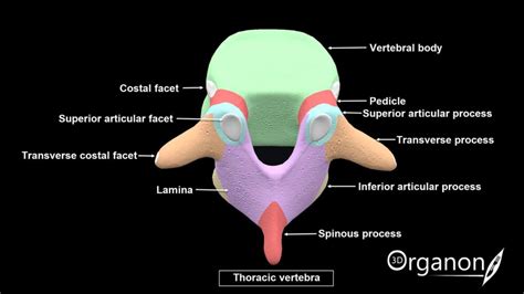 The Striking Structure Of The Vertebral Column And Relationships With Body Landmarks 3d Organon