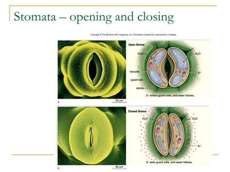 PPT Chapter 26 Nutrition And Transport In Plants PowerPoint