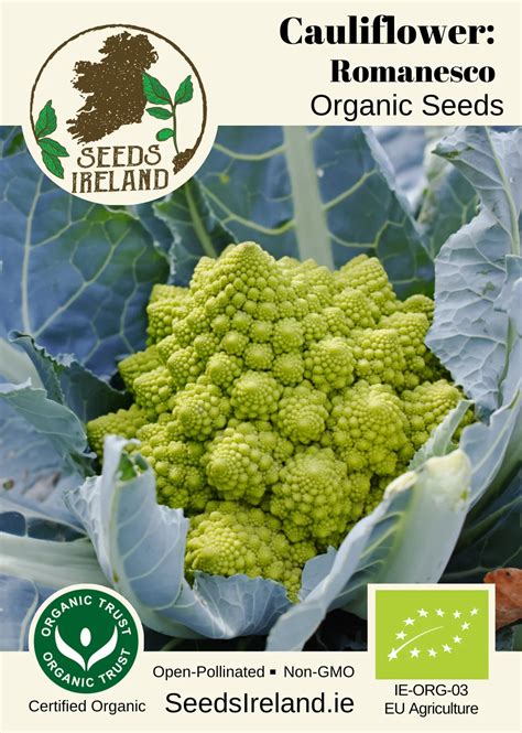 Romanesco Cauliflower Seeds Ireland Organic Vegetable Seed