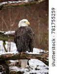 Bald Eagle Perched Free Stock Photo Public Domain Pictures