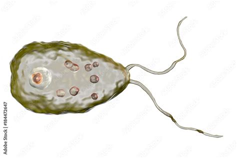 Naegleria Fowleri Brain