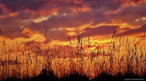 Sunset Grass