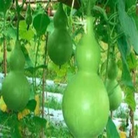 Chemical Free Rich Natural Fine Taste Healthy Green Fresh Gourd At Best