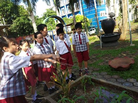 Kegiatan Berkebun Jagung Di Sd Kristen Ketapang Iii Kelas 34 And 5