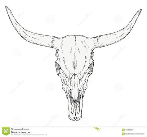 Hand-drawn bull skull stock illustration. Illustration of line ...