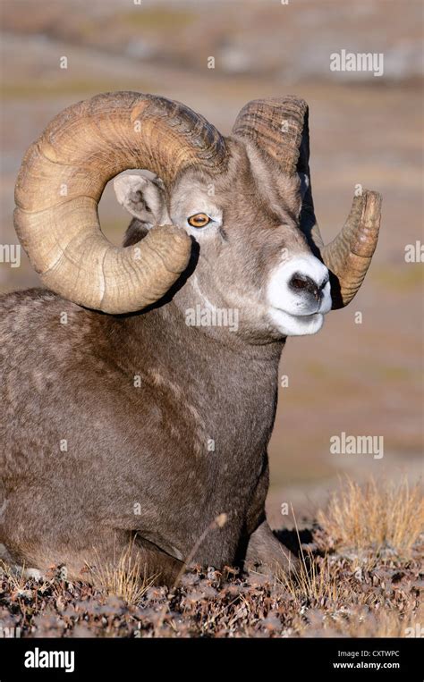 Full Curl Bighorn Sheep Hi Res Stock Photography And Images Alamy