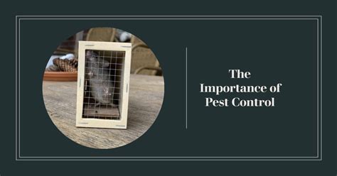 Why Is Pest Control Important Pestcontrolsphere