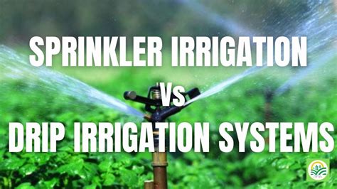 Difference Between Sprinkler And Drip Irrigation Systems Drip Vs