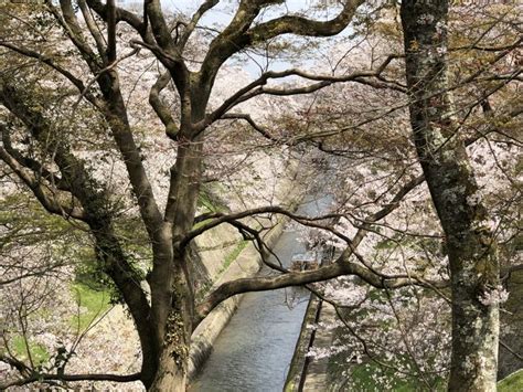 『桜満開 大津 長等公園～三井寺～琵琶湖疎水を歩いてきました。』大津滋賀県の旅行記・ブログ By Olive26さん【フォートラベル】