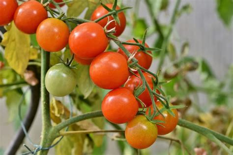 Como Plantar Tomate Org Nico Em Casa Ciclovivo