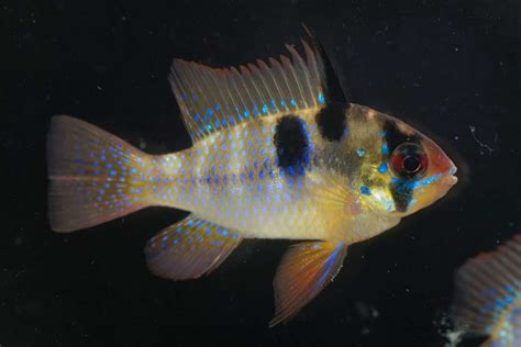 Gold Ram Mikrogeophagus Ramirezi Var Gold Care Sheet