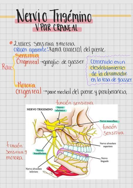 Nervio Trig Mino Rama Oft Lmica Danna Pamela Vazquez Udocz