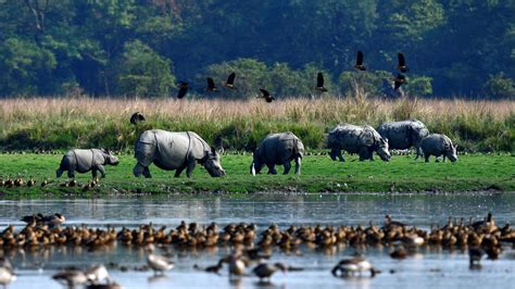 SC stops Assam govt. move to de-notify rhino habitat