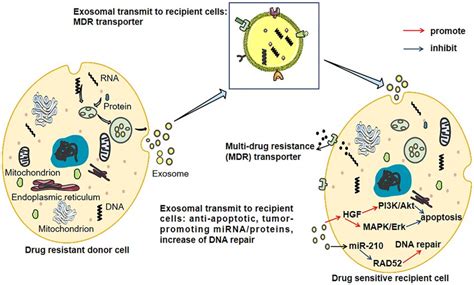 The Exosome Mediated Chemoresistance Between Resistant And Sensitive