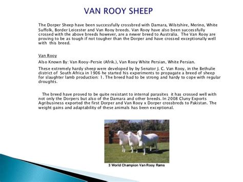 AUSTRALIAN DORPER & VAN ROOY SHEEP