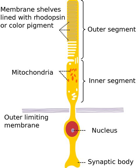 About The Human Body Rods And Cones