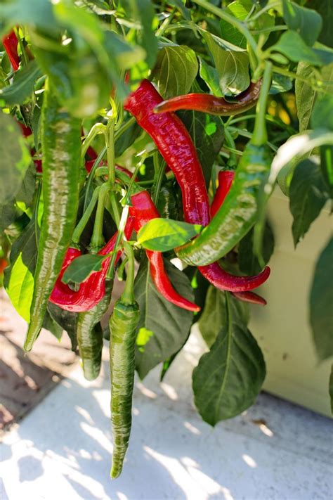 Free Stock Photo of Cayenne Pepper plant | Download Free Images and Free Illustrations