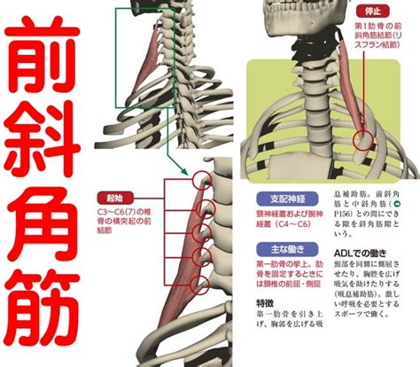 インナーマッスル大腰筋の筋連鎖反応とツボを使い緩める 大阪府門真市の栗岡整体院