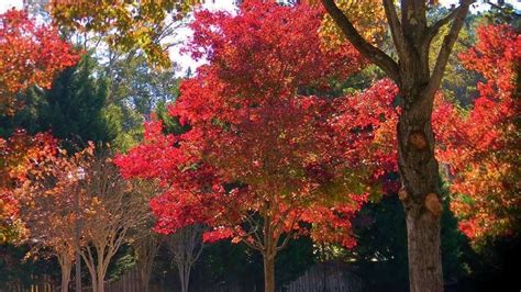 Photos: See the fall colors across North Georgia | 11alive.com