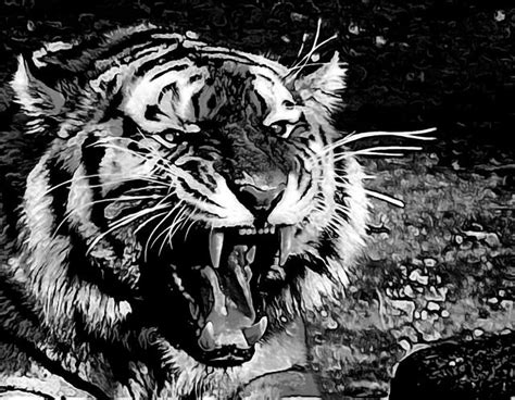 Gambar Macan Hitam Putih