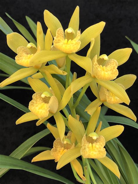 Cym Sarah Jean Golden Cascade Southern Suburbs Orchid Society Inc