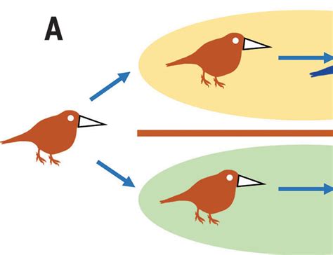 The Role Of Divergent Ecological Adaptation During Allopatric