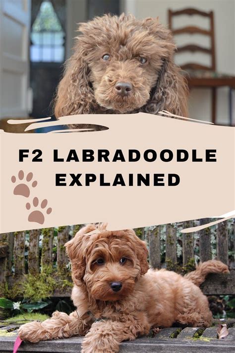 F2 Labradoodle Explained Labradoodle Labradoodle Facts Australian