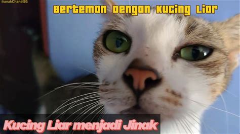 Kucing Liar Menjadi Jinak Kucingliar Kucinglucu Youtuberpemula