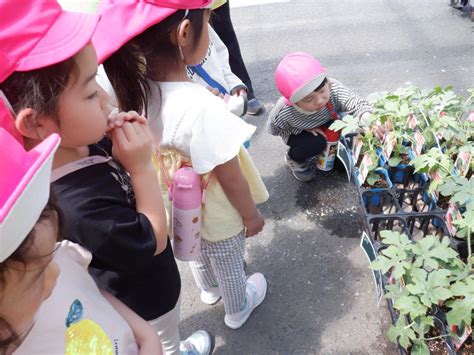 野菜の苗を植えました！（かける組） スクルドエンジェル保育園 中央林間園 保育士愛情ブログ