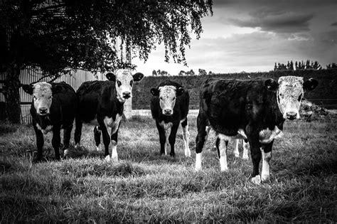 Black And White Photographs Of Cows