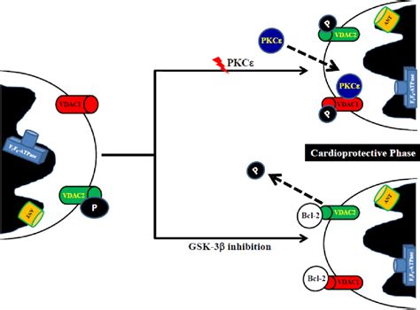 Figure From Does The Voltage Dependent Anion Channel Modulate Cardiac