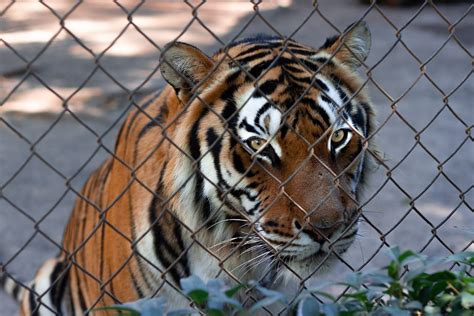 Tiger Fence Grid Chain - Free photo on Pixabay - Pixabay