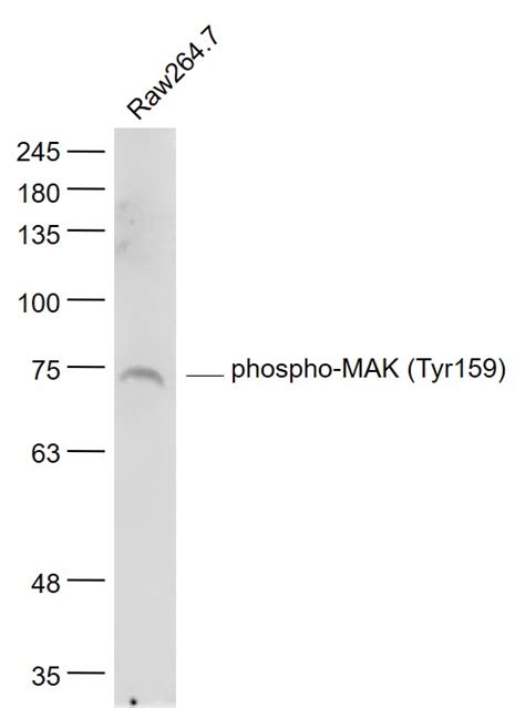 Primary Anti Phospho Mak Tyr Bs R At Dilution