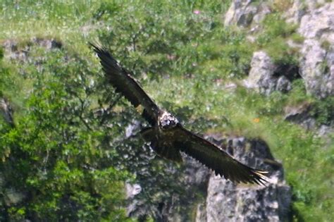 Alpes au plus près de la nidification des gypaètes barbus