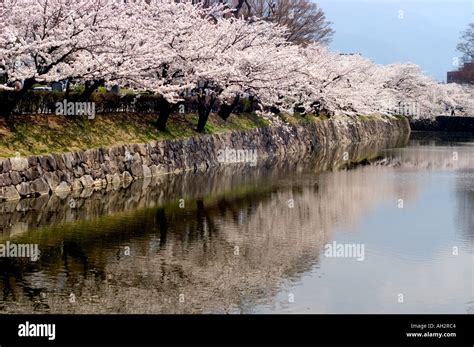 Reflection Of Cherry Blossoms In Castle Moat Matsumoto City Nagano