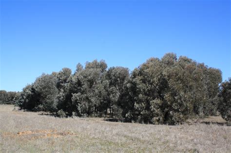 Brigalow Nature Reserve, NSW, Australia