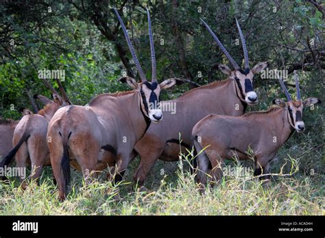 Gemsbok Antelopes Oryx Gazella Tsavo West Park South Africa Stock