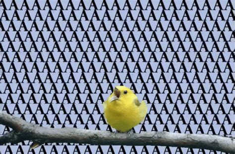 aaaaaaa yellow bird gif aaaaaaa yellow bird discover share gifs