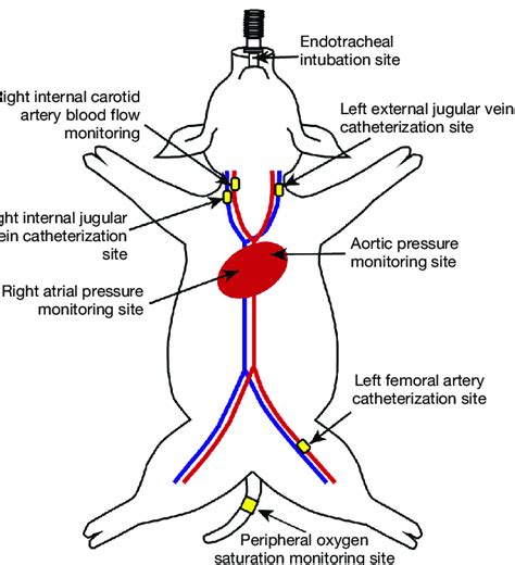 An Electronic Tipped Catheter Mikro Tip Transducer Millar Download Scientific Diagram