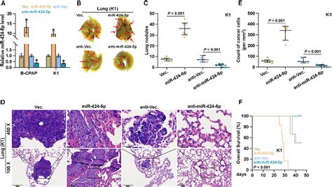 Figure From Mir P Promotes Anoikis Resistance And Lung