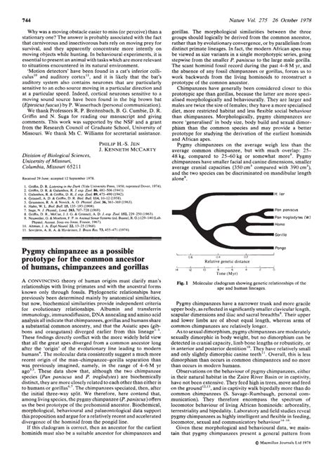 (PDF) Pygmy Chimpanzee as a Possible Prototype for the Common Ancestor ...