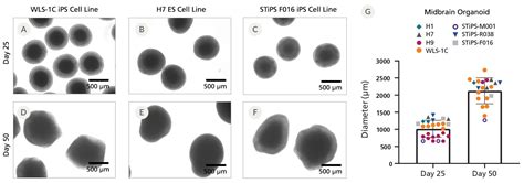 Stemdiff Midbrain Organoid Differentiation Kit Stemcell Technologies