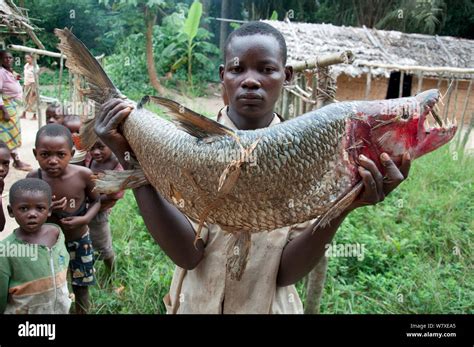 Giant tigerfish hi-res stock photography and images - Alamy