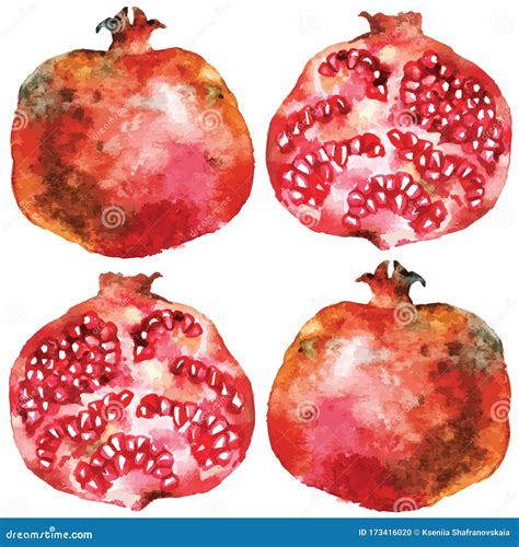 Pomegranate Fruit Watercolor Illustration Stock Vector Illustration