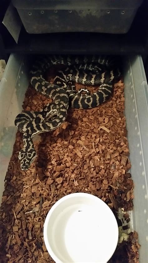 Coastal Carpet Python Care Guide | Review Home Decor