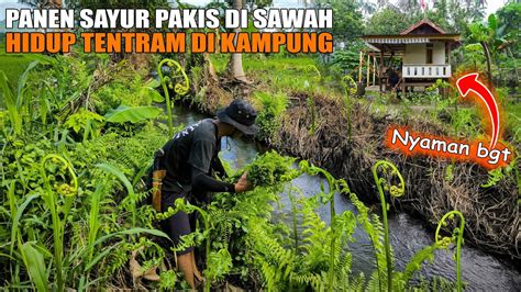 SAYUR TINGGAL AMBIL TANPA BAYAR PANEN SAYURAN PAKIS DI TEPI SUNGAI