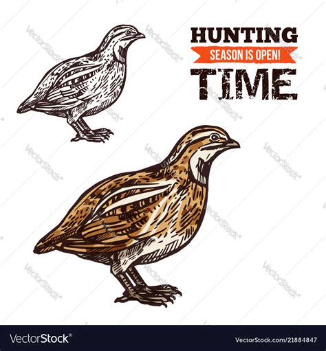 Wild partridge bird color sketch Royalty Free Vector Image