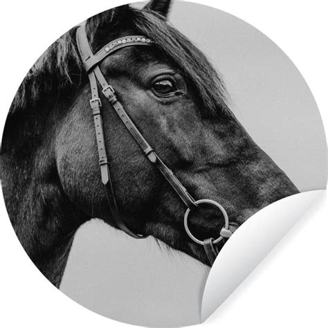 WallCircle Muurstickers Behangcirkel Paard Halster Portret